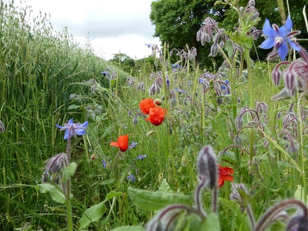 JFP Field margin - borage and poppies © Alison Cross