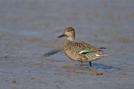 A female teal walking on mud