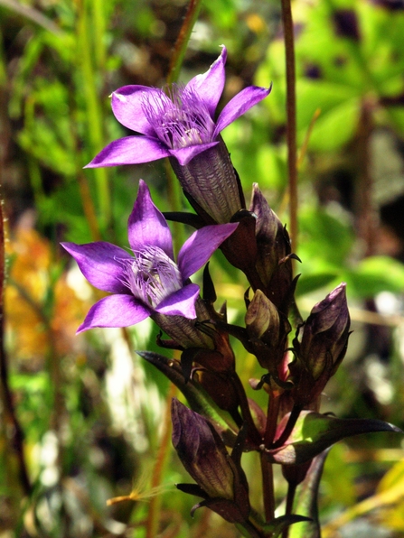 chiltern gentian