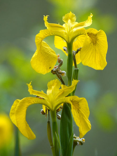 Yellow buy Iris