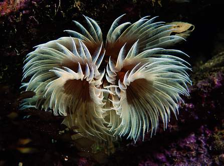 Fan worm