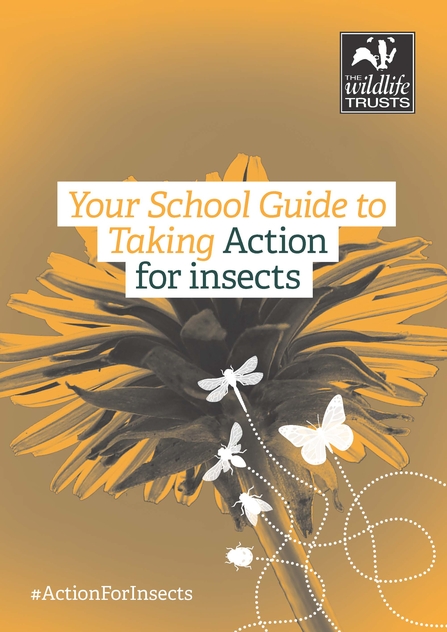 Action for Insects School Guide front page