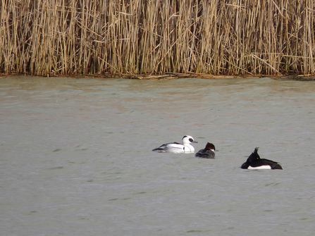 Smew pair (with tufted duck)