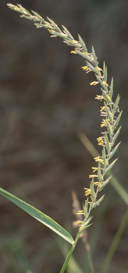 Elymus repens, Couch-grass