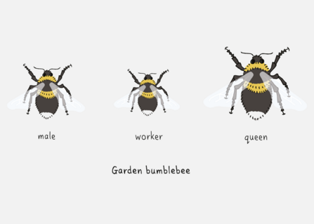 Where Do Bumblebees Nest?