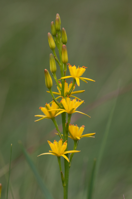 bog asphodel