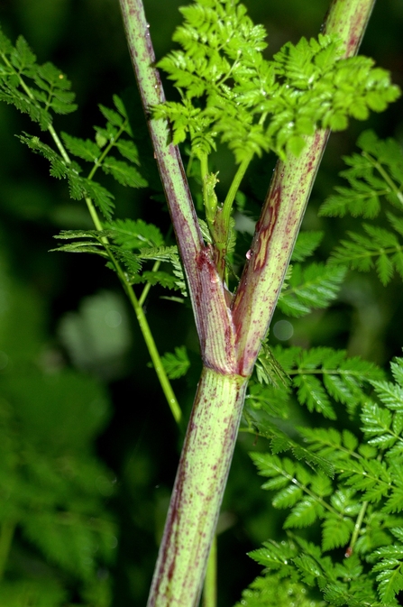 water hemlock identification