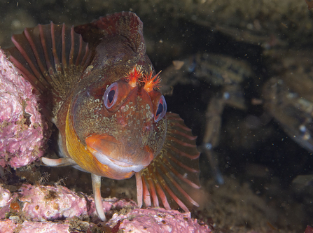 Tompot blenny Bradley at home 