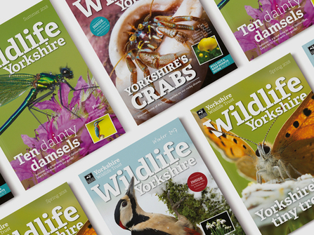 Join Yorkshire Wildlife Trust | The Wildlife Trusts