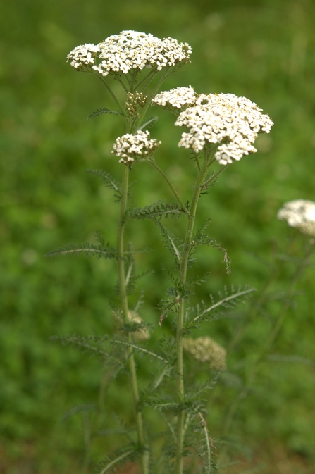 Yarrow