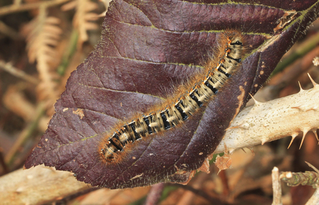 Identify caterpillars The Wildlife Trusts