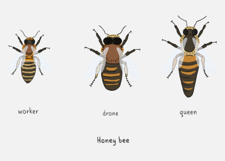 Honey bee | The Wildlife Trusts