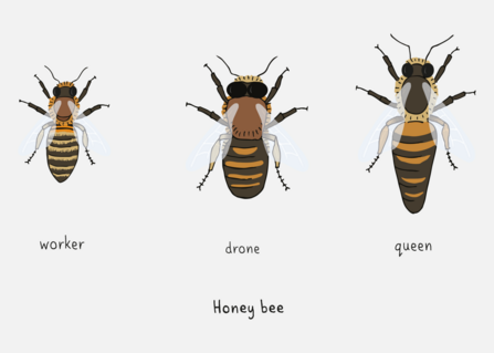 What Do Honey Bees Look Like?