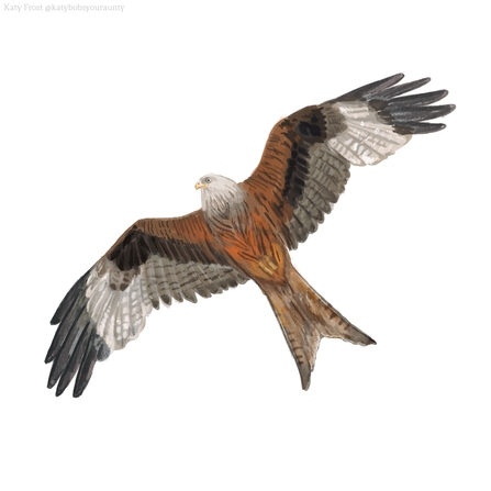 12 Different British Birds of Prey (Common & Rare) - TheArches