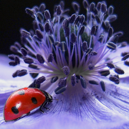 Ladybird