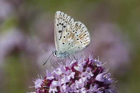 Chalk Hill Blue Butterfly Pewley Meadows