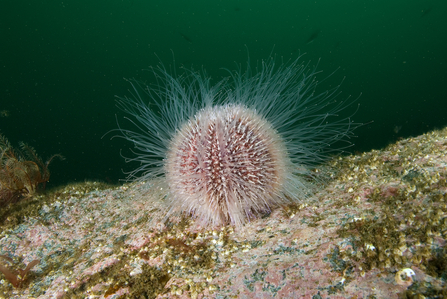 Sea urchin