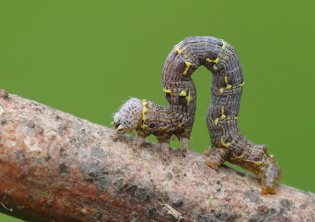 A brindled beauty caterpillar inching along a tree branch