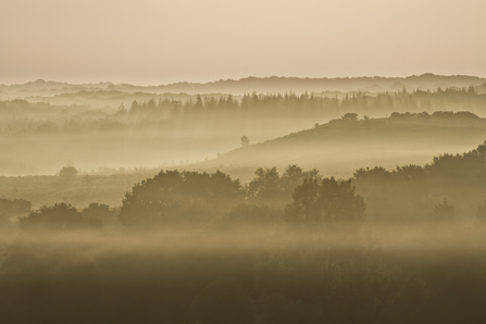 Misty morning over a woodland landscape