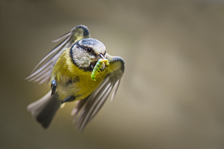 A blue tit in flight, with a green caterpillar in its beak