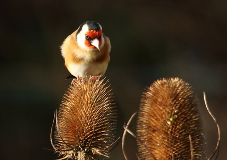 A goldfinch perched on a teasel head, its bright red face turned down looking for seeds