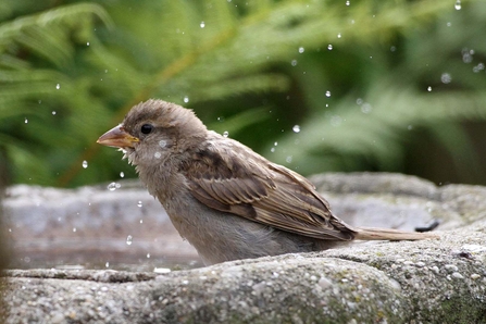 A house sparrow taking a bath in a bird bath, with drops of water spraying into the air