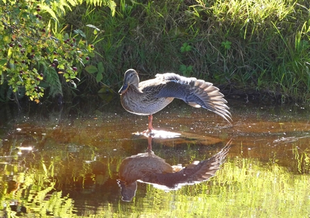 Female Mallard with outstretched wing. 