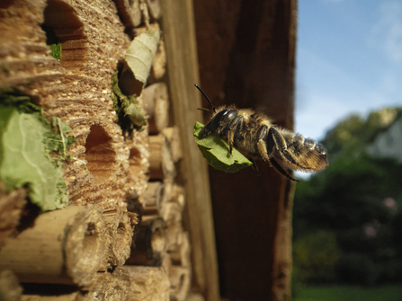 A wood-carving leafcutter bee flying towards her nest hole in a wooden bee hotel, carrying a leaf to plug up the hole