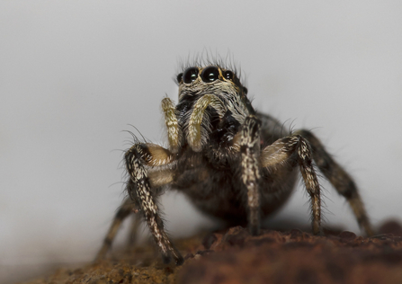 A zebra jumping spider peering upwards with its large front eyes shining, as if looking to the sky