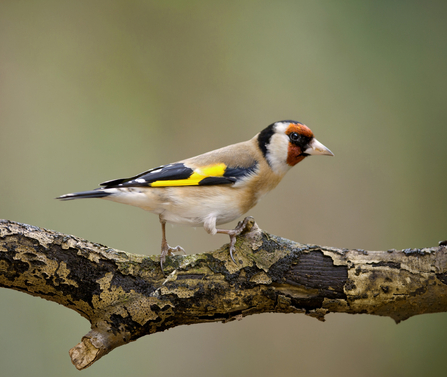 A male goldfinch perched on a branch