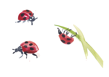 Three watercolour ladybirds - painted by Inga Buividavice