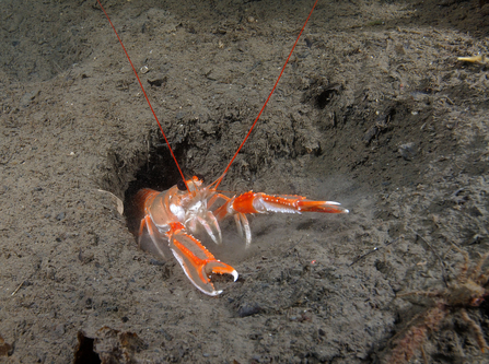 A scampi emerging from its burrow in the muddy sea floor. It's an orange and white crusctacean with large black eyes and long antennae