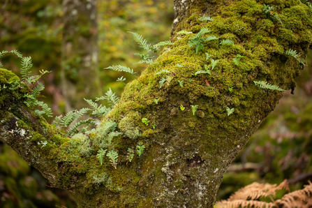 Moss Ferns