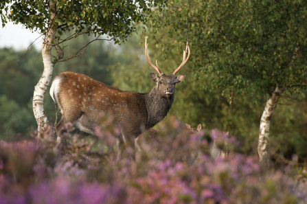 A sika deer stag, with white spots on its rich red-brown fur, stands amongst the pink flowers of heather, with silver birches in the background