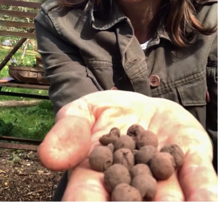 Seed balls in a person's hand