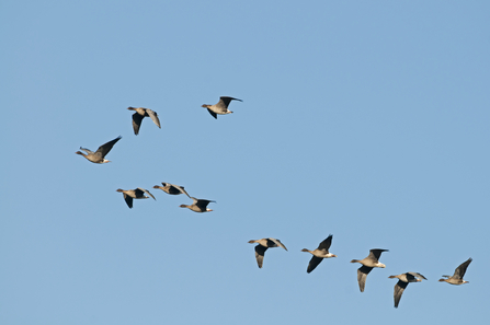 A flock of 11 pink-footed geese flying in formation