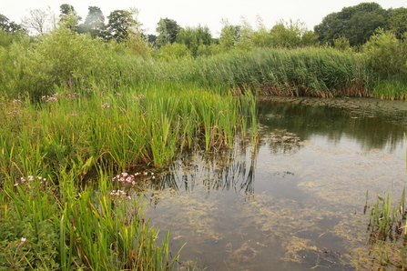 Duffield Millennium Meadow LWS UK BAP priority pond