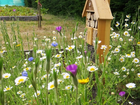 Wildflowers and a bee hotel in the Seedball allotment