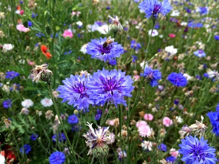 A patch of wildflowers including bright blue Cornflowers 