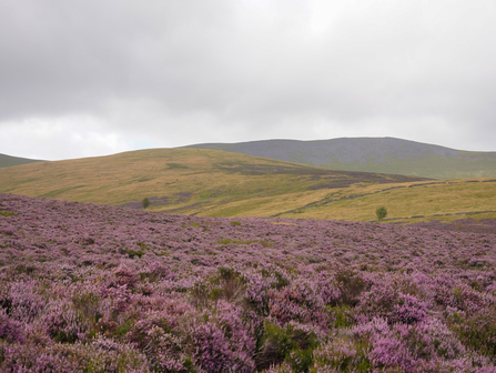 A view of Skiddaw with blooming purple heather