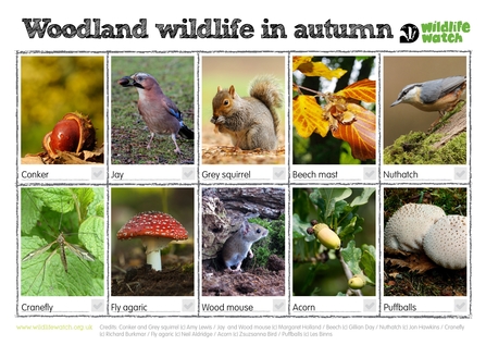 Woodland Wildlife in Autumn