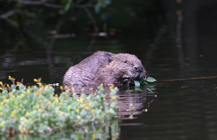 A beaver in a river with some foliage in the foreground