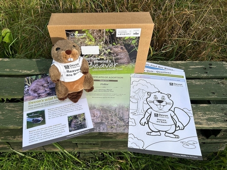 A beaver cuddly toy, adoption pack box and various leaflets on a bench