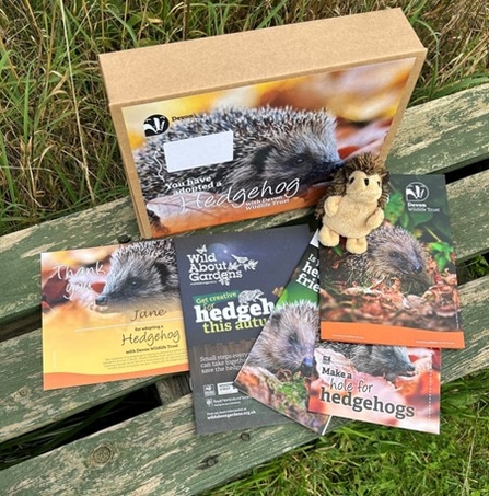 A hedgehog cuddly toy, adoption pack box and various leaflets on a bench