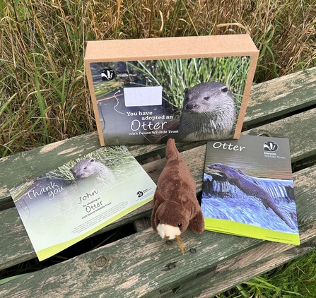 An otter cuddly toy, adoption pack box and various leaflets on a bench