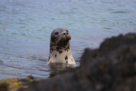 A grey seal poking it's head out of the water