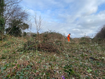 Person in hi-vis in the distance clears ground of brambles. 