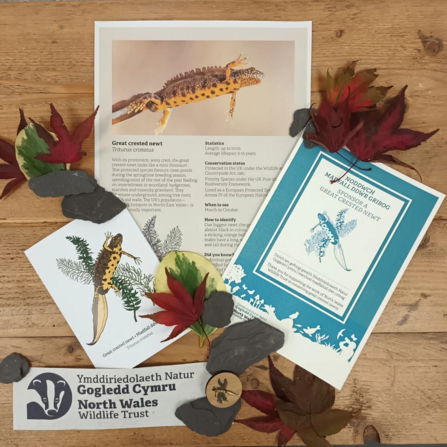 Information materials included in a great crested newt adoption pack