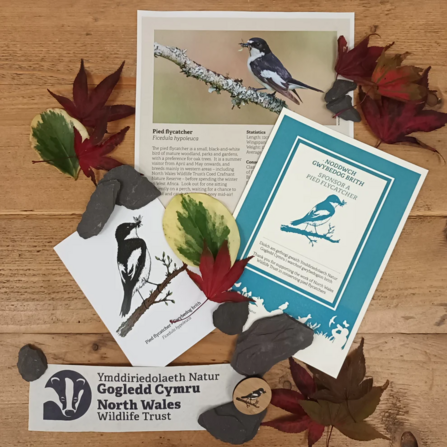 Information materials included in a pied flycatcher adoption pack