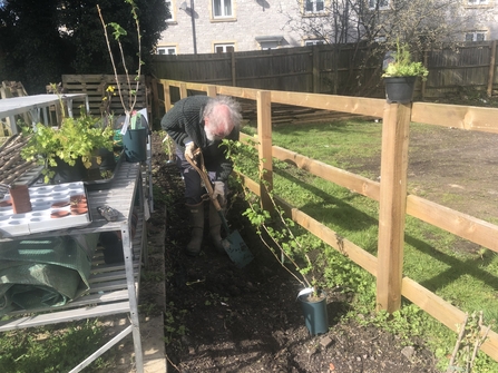 A volunteer plants shrubs along a fence. 